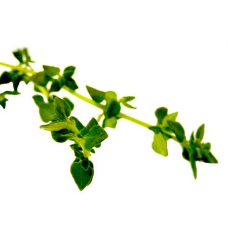 THYME RED ESSENTIAL OIL