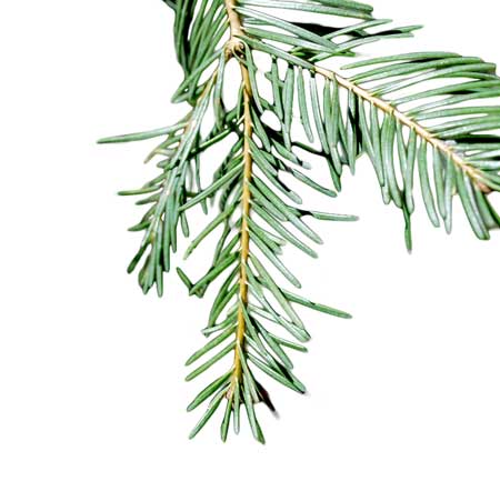 FIR SIBERIAN ESSENTIAL OIL