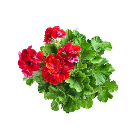 GERANIUM EGYPTIAN ESSENTIAL OIL