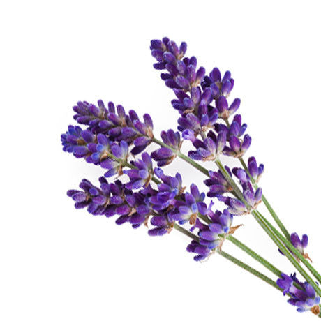 LAVENDER BULGARIAN ESSENTIAL OIL