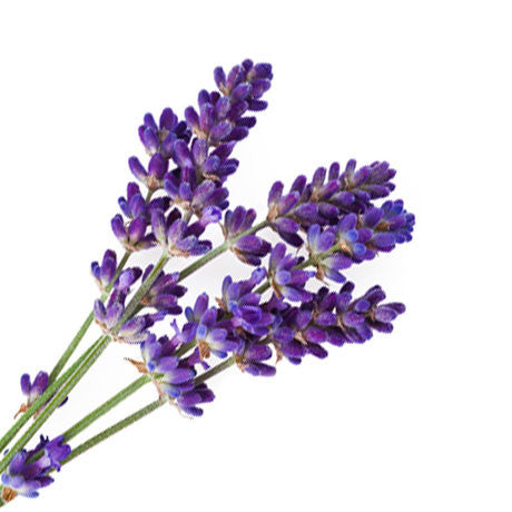 LAVENDER FRENCH ESSENTIAL OIL