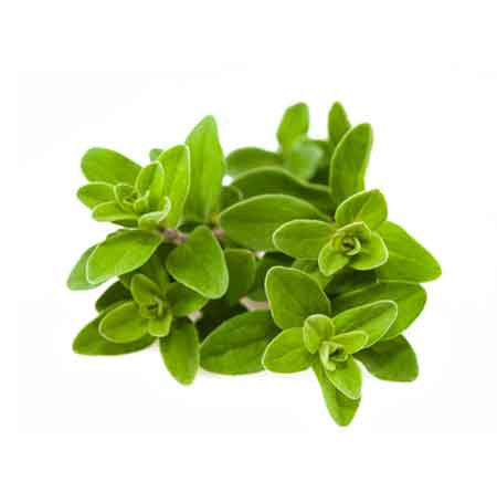 MARJORAM SWEET ESSENTIAL OIL