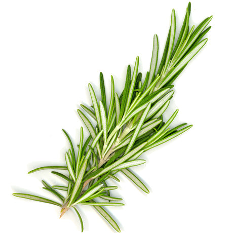 ROSEMARY ESSENTIAL OIL