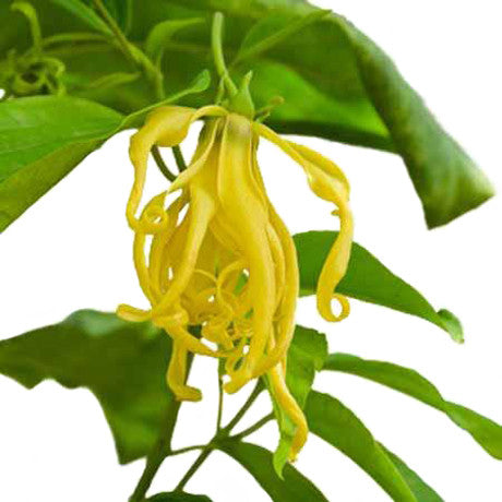 YLANG YLANG COMPLETE ORGANIC ESSENTIAL OIL